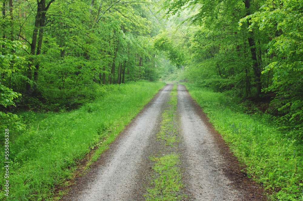 Road through Forest, Bavaria, Germany Road through Forest, Bavaria, Germany