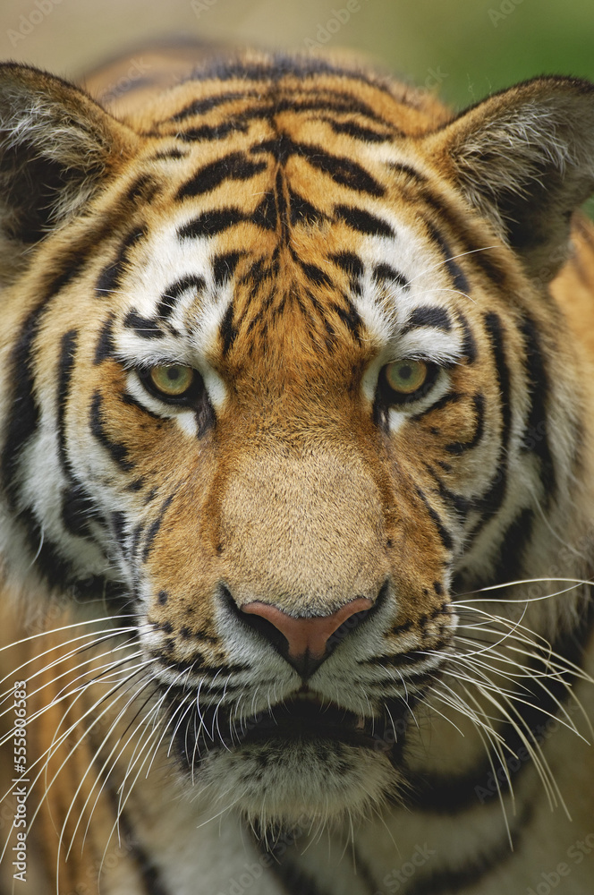 Siberian Tiger Siberian Tiger