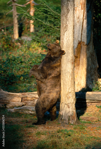Brown Bear photo