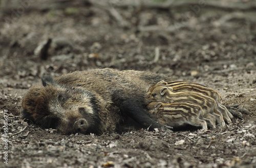 Mother Boar Feeding Babies photo