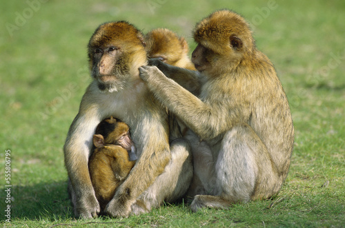 Macaca Sylvana With Young photo