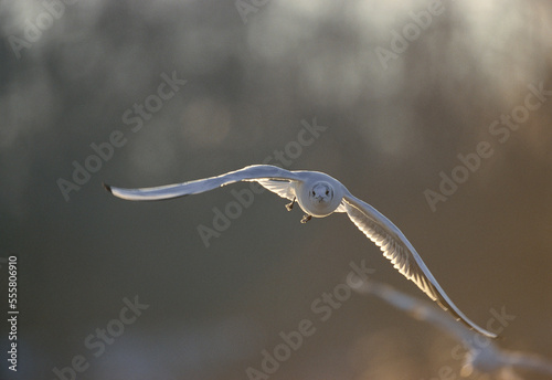 Black-headed Gull in Flight photo