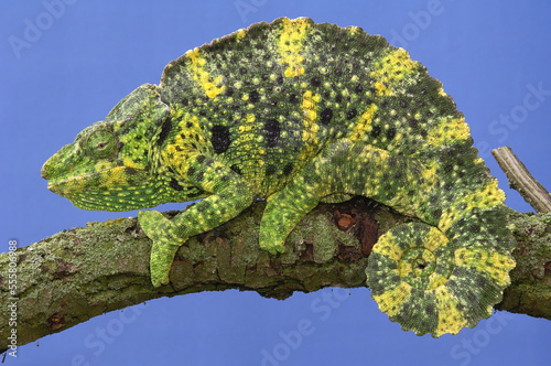 Meller's Chameleon photo