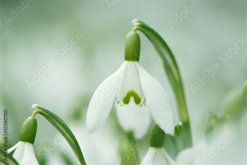 Close-up of Snowdrop photo