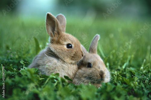Baby Hares photo