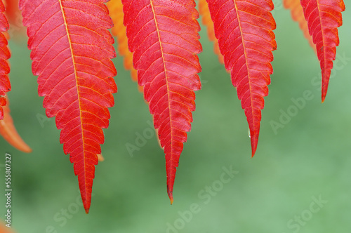 Sumac Leaves