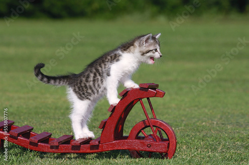 Portrait of Kitten
