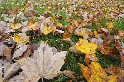 Autumn Leaves on Ground photo