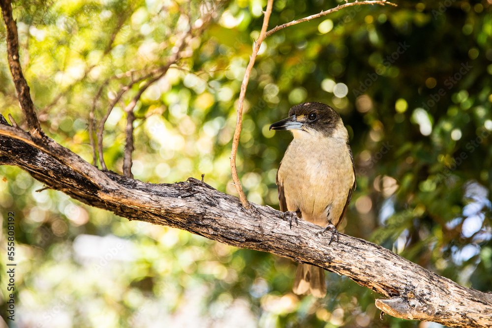 butcher bird in a tree