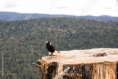 magpie in Lamington National Park photo