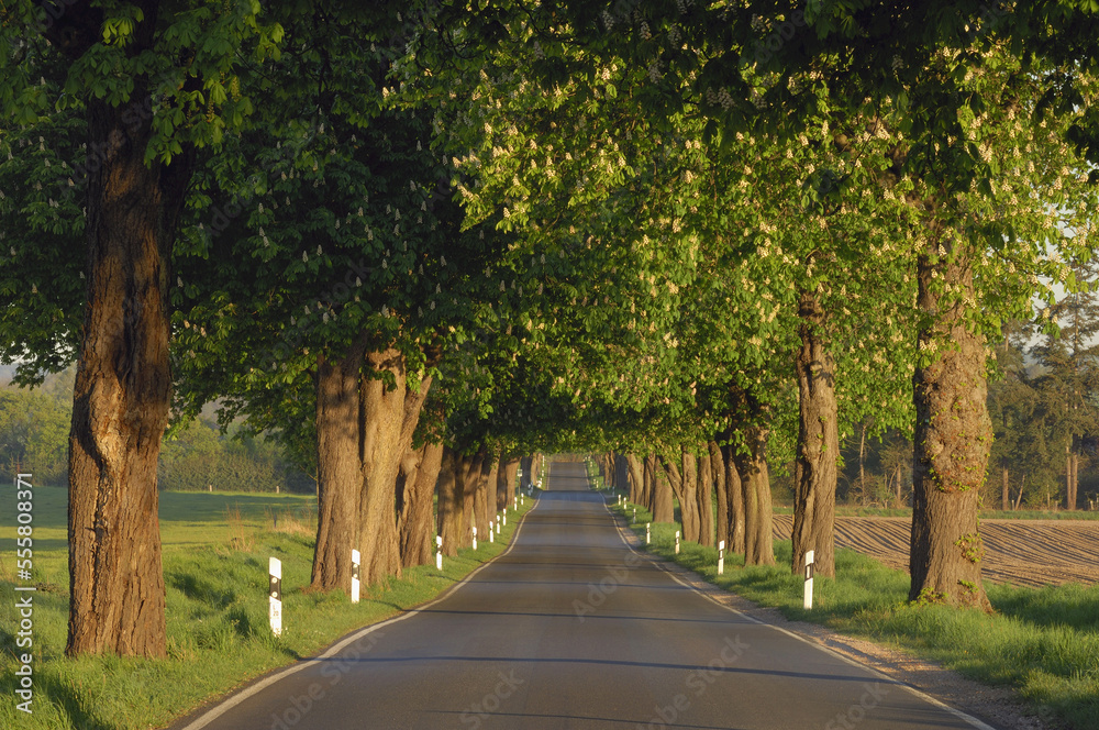Tree-Lined Country Road with Chestnut Trees in Bloom, Mecklenburg-Vorpommern, Germany Tree-Lined Country Road with Chestnut Trees in Bloom, Mecklenburg-Vorpommern, Germany