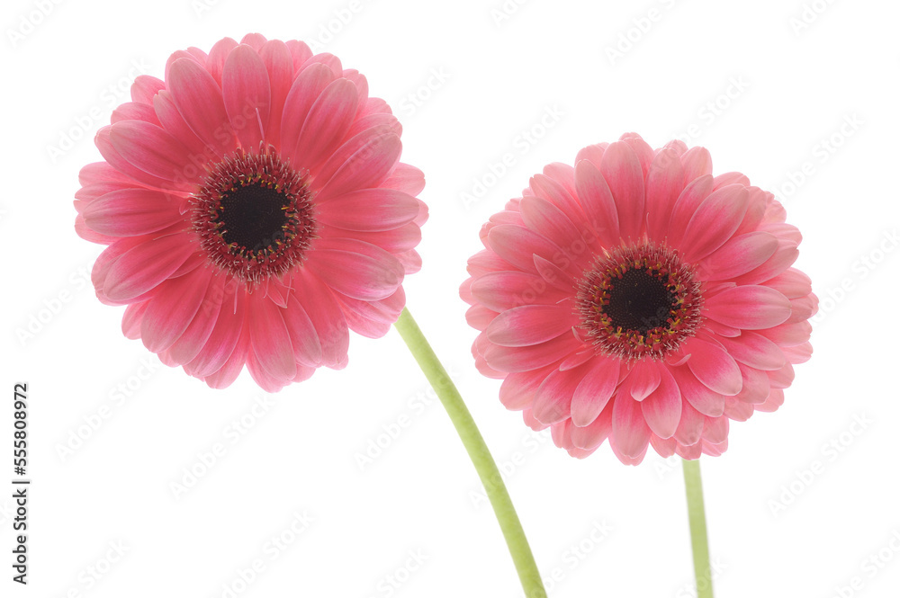 Pink Gerbera Daisy Pink Gerbera Daisy