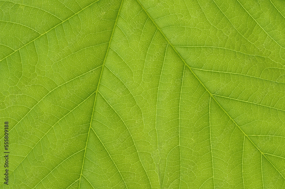 Close-Up of Sycamore Maple Leaf Close-Up of Sycamore Maple Leaf