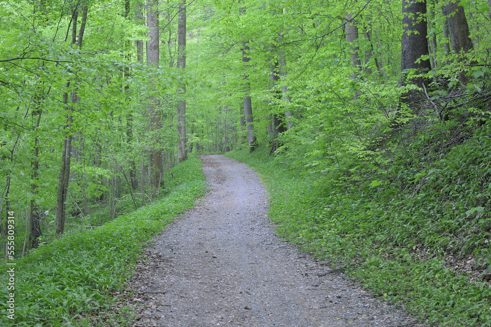 Forest, Canton of Zug, Switzerland Forest, Canton of Zug, Switzerland