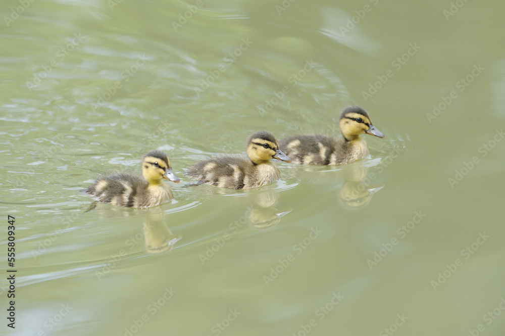 Mallard Ducklings, Franconia, Bavaria, Germany Mallard Ducklings, Franconia, Bavaria, Germany