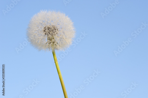 Dandelion Clock, Bavaria, Germany