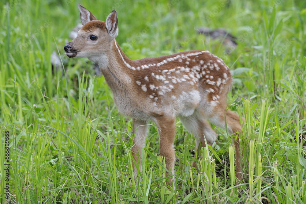 White Tailed Deer Fawn, Minnesota, USA White Tailed Deer Fawn, Minnesota, USA