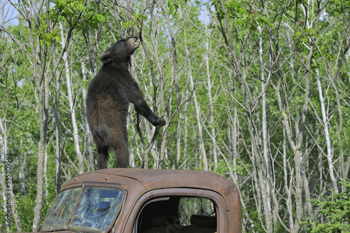 Black Bear on Top of Old Truck, Minnesota, USA