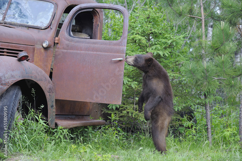 Black Bear Looking in Old Truck, Minnesota, USA