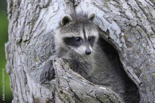 Baby Raccoon, Minnesota, USA