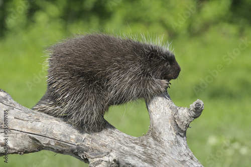 North American Porcupine, Minnesota, USA photo