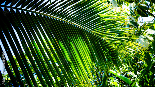 palm tree leaf