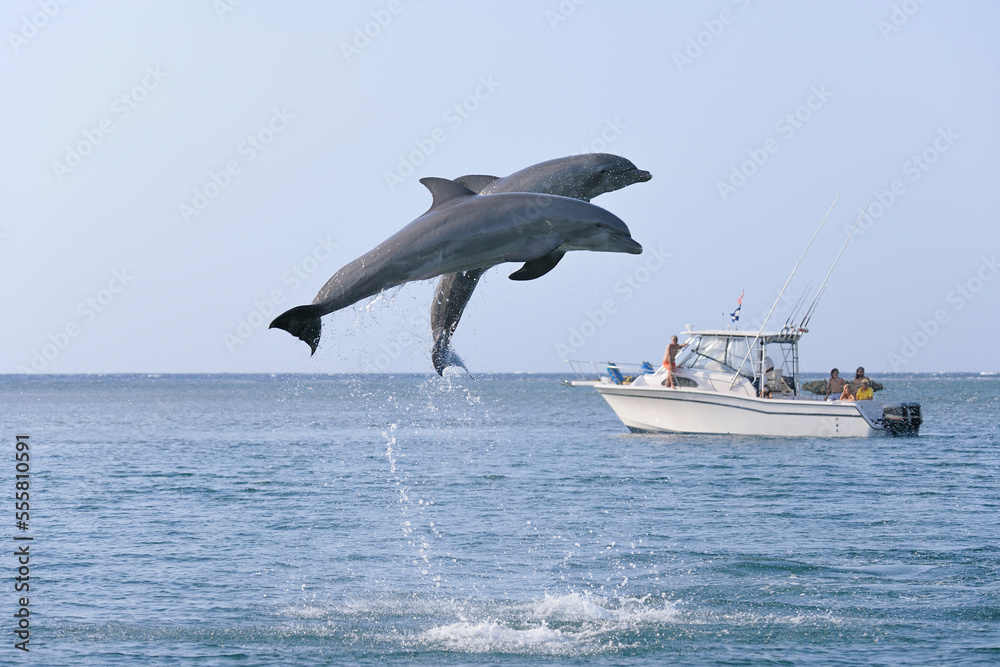 Common Bottlenose Dolphins Jumping in Air with Boat in Background, Caribbean Sea, Roatan, Bay Islands, Honduras Common Bottlenose Dolphins Jumping in Air with Boat in Background, Caribbean Sea, Roatan, Bay Islands, Honduras