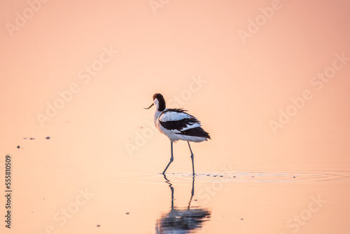 Water bird pied avocet, Recurvirostra avosetta, standing in the water in pink sunset light. The pied avocet is a large black and white wader with long, upturned beak
