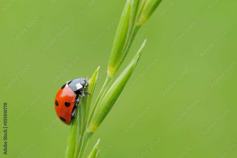 Seven Spot Ladybird on Plant, Franconia, Bavaria, Germany Seven Spot Ladybird on Plant, Franconia, Bavaria, Germany