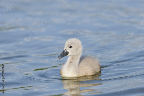 Mute Swan Cygnet, Bavaria, Germany