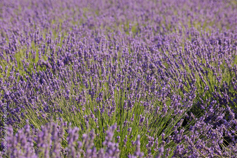 English Lavender Field, Valensole, Valensole Plateau, Alpes-de-Haute-Provence, Provence-Alpes-Cote d´Azur, Provence, France English Lavender Field, Valensole, Valensole Plateau, Alpes-de-Haute-Provence, Provence-Alpes-Cote d´Azur, Provence, France