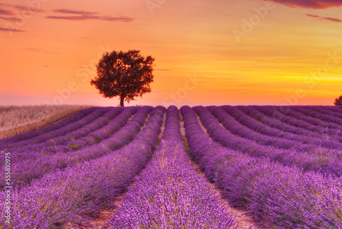 Tree in Lavender Field at Sunset, Valensole Plateau, Alpes-de-Haute-Provence, Provence-Alpes-Cote d´Azur, Provence, France photo