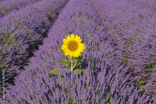 Close-up of Sunflower in Lavender Field, Valensole Plateau, Alpes-de-Haute-Provence, Provence, France