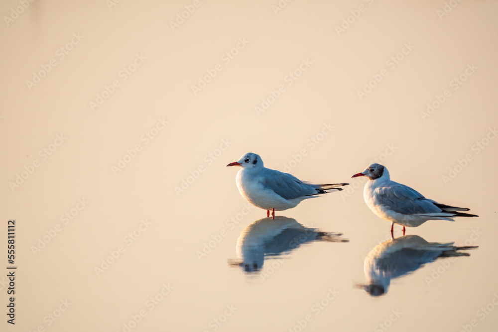 Flock of Seagulls, The European herring gull, swims on the calm lake shore in sunset Flock of Seagulls, The European herring gull, swims on the calm lake shore in sunset