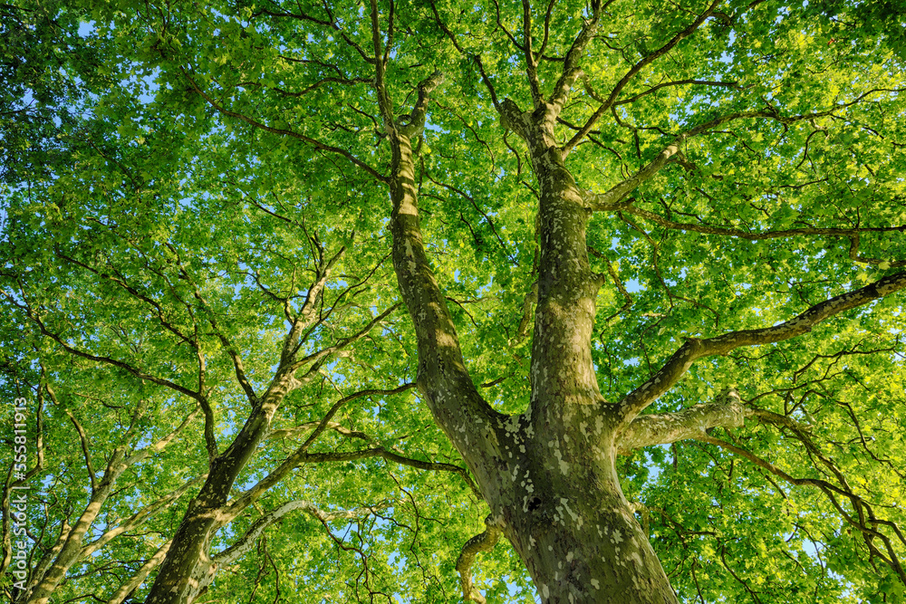 Plane Tree (Platanus) seen from below. Loir-et-Cher, Loire Valley, France. Plane Tree (Platanus) seen from below. Loir-et-Cher, Loire Valley, France.