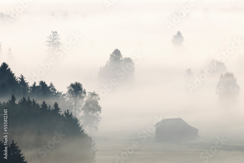 Morning Mist, Kochelmoor, Bad Tolz-Wolfratshausen, Upper Bavaria, Bavaria, Germany