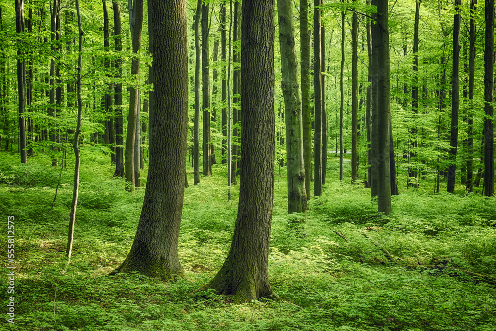 European Beech (Fagus sylvatica) Forest in Spring, Hainich National Park, Thuringia, Germany European Beech (Fagus sylvatica) Forest in Spring, Hainich National Park, Thuringia, Germany
