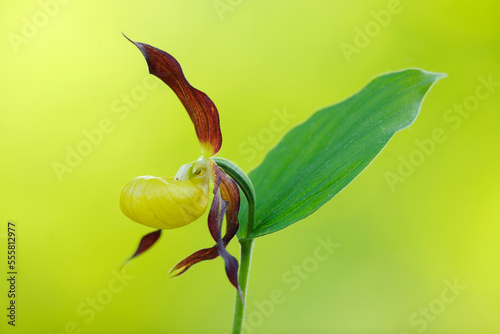 Lady´s Slipper Orchid (Cypripedium calceolus), Bavaria, Germany photo