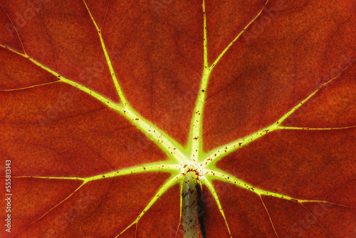 Close-up of Begonia (Begonia erytrophylla) Leaf, Studio Shot photo