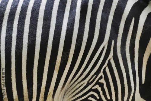 Close-up of Grevy's Zebra (Equus grevyi) Stripes in Zoo, Nuremberg, Bavaria, Germany photo