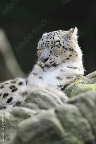 Portrait of Snow Leopard (Panthera unica) in Zoo, Nuremberg, Bavaria, Germany photo