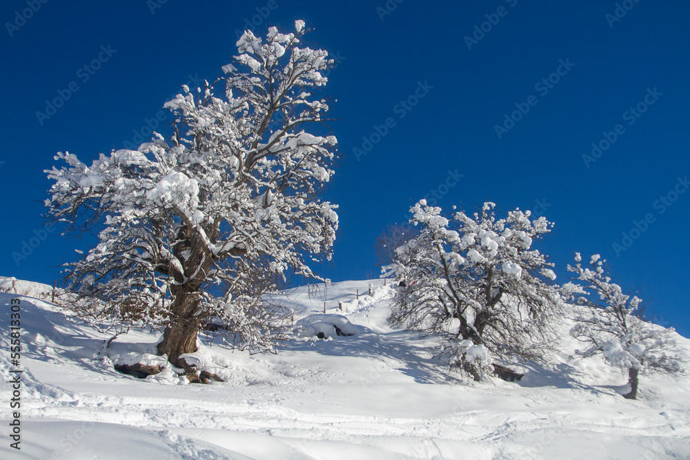 Trees covered with thick snow against a blue sky. Fairytale winter Trees covered with thick snow against a blue sky. Fairytale winter