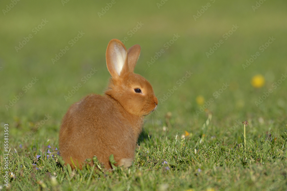 Portrait of Baby Rabbit in Spring Meadow, Bavaria, Germany Portrait of Baby Rabbit in Spring Meadow, Bavaria, Germany
