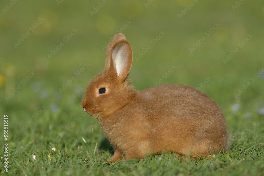 Portrait of Baby Rabbit in Spring Meadow, Bavaria, Germany Portrait of Baby Rabbit in Spring Meadow, Bavaria, Germany
