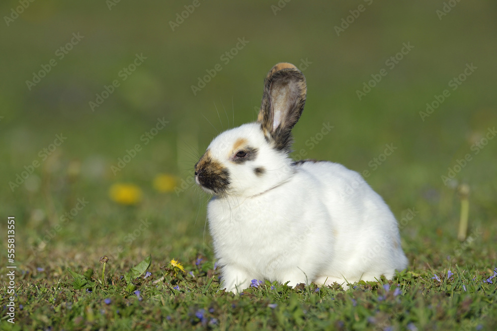 Portrait of Baby Rabbit in Spring Meadow, Bavaria, Germany Portrait of Baby Rabbit in Spring Meadow, Bavaria, Germany