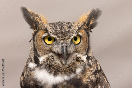 The great horned, also known as the tiger owl or the hoot owl, is a large raptor native to the Americas. The great horned bird is generally colored for camouflage. This is an adult profile shot.