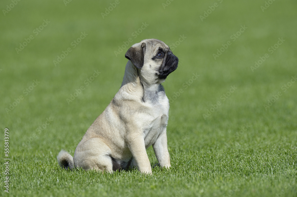 Pug Sitting in Meadow, Bavaria, Germany Pug Sitting in Meadow, Bavaria, Germany