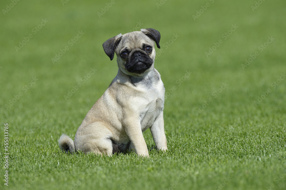 Pug Sitting in Meadow, Bavaria, Germany Pug Sitting in Meadow, Bavaria, Germany