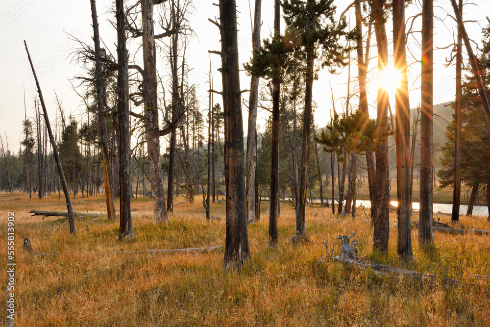 Sun through Trees in Forest in Autumn, Yellowstone National Park, Wyoming, USA Sun through Trees in Forest in Autumn, Yellowstone National Park, Wyoming, USA