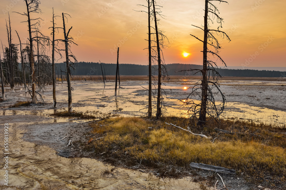 Dead Pine Trees in Fountain Paint Pot at Sunset, Lower Geyser Basin, Yellowstone National Park, Wyoming, USA Dead Pine Trees in Fountain Paint Pot at Sunset, Lower Geyser Basin, Yellowstone National Park, Wyoming, USA